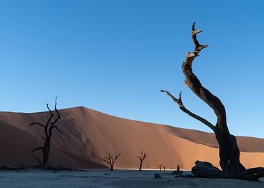 Deadvlei Trees in Namibia