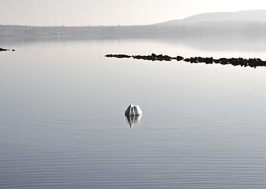 Swan on Calm Lake