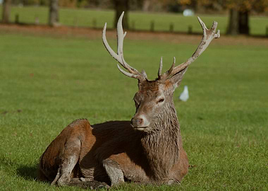 Red Deer Resting