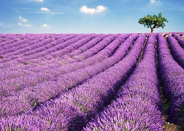 Lavender Field Landscape