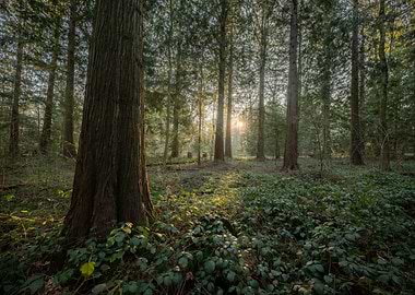Sunlit Forest Path