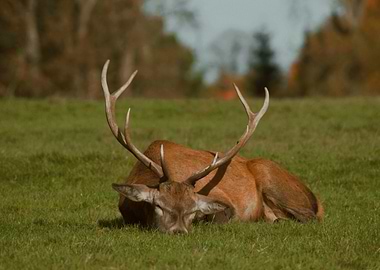 Resting Deer in Meadow