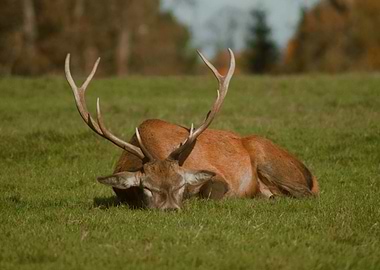 Sleeping Deer in Meadow