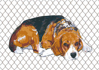 Beagle Dog Behind Fence