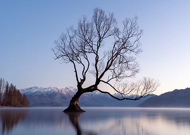 Lone Tree in Misty Lake
