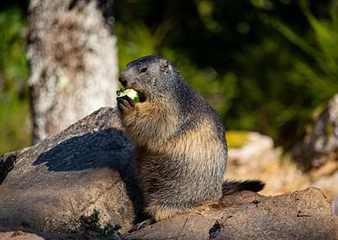 Marmot Eating