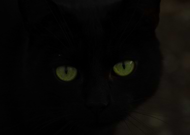 Black Cat with Green Eyes
