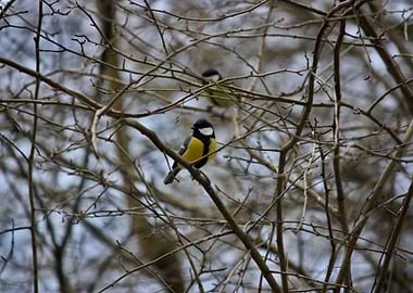 Two Great Tits on Bare Branches