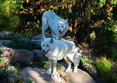 Two White Wolves in Forest