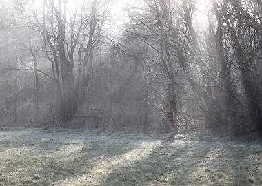 Misty frosty Forest Clearing