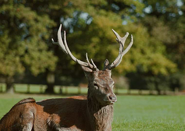 Red Deer Buck in Meadow