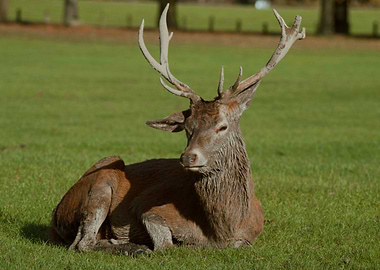 Red Deer Buck Resting