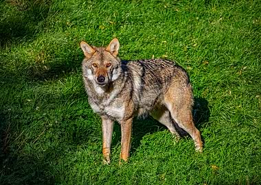 Grey Wolf in Grass
