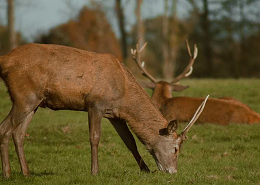 Deer Grazing in Meadow
