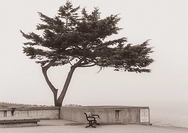 Solitary Tree and Bench