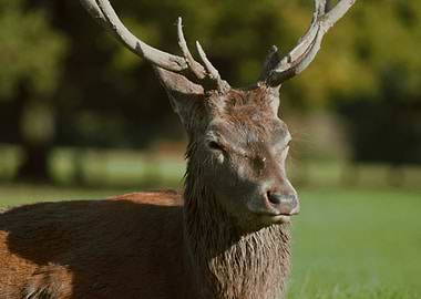 Red Deer with Antlers