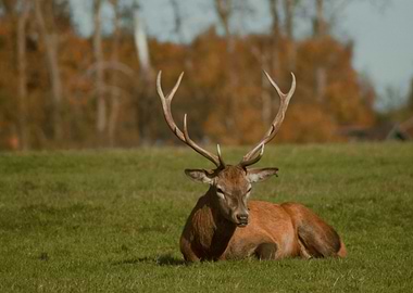 Red Deer Buck in Meadow