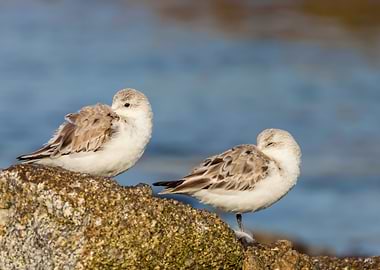 Two Sandpipers Resting