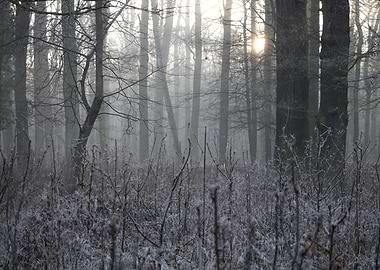 Misty Winter Forest