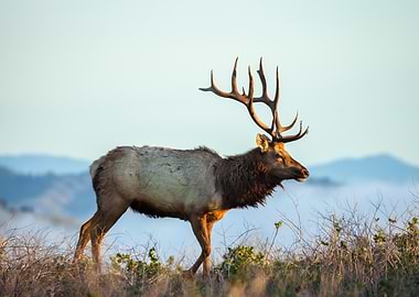 Majestic Elk in Nature