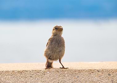Sparrow on Wall