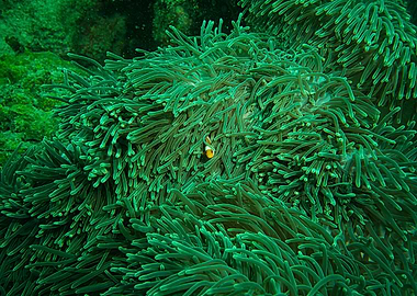 Clownfish in Anemone