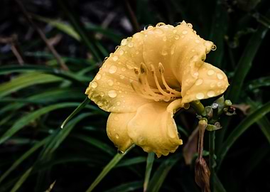 Yellow Flower with Raindrops