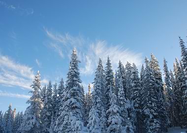 Snowy Pine Forest