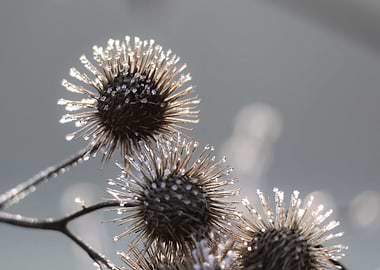 Frozen Burdock Seeds