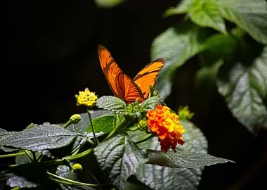 Orange Butterfly on Flower