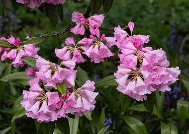 Pink Rhododendron Blossoms