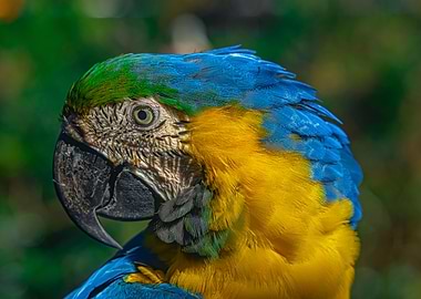 Blue and Gold Macaw Portrait