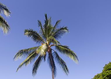 Hawaiian Palm Tree Against Blue Sky