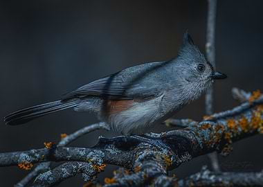 Tufted Titmouse on Branch