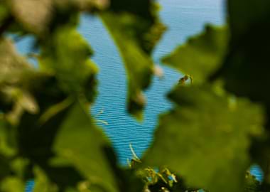 Blue Water Through Leaves