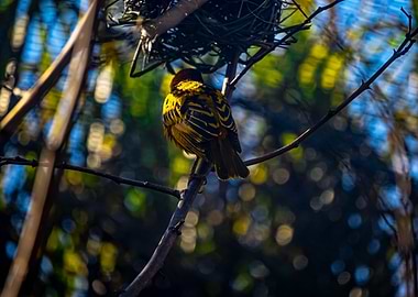 Yellow Bird on Branch