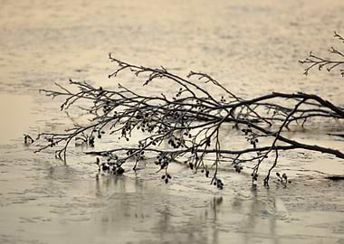 Bare Branch on Frozen Water