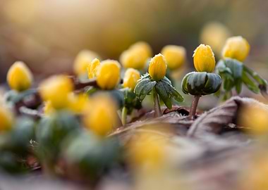 Yellow Winter Flowers