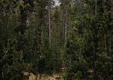 Dense Evergreen Forest