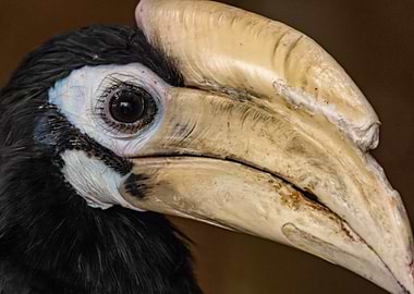 Close-up of a Hornbill