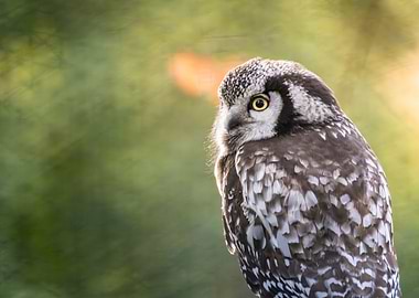 Northern Hawk Owl Portrait