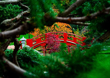 Red Bridge in Japanese Garden
