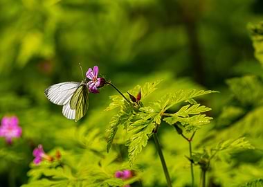Butterfly on Flower