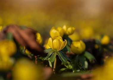 Yellow Winter Aconite Flowers