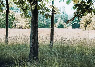 Forest Trees and Field