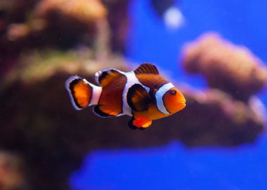 Clownfish in Aquarium