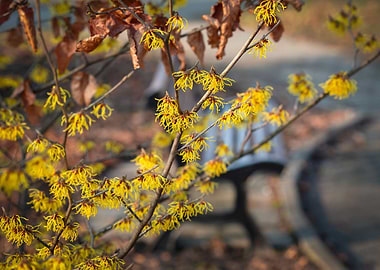 Witch Hazel Blooms