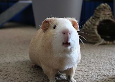 Guinea Pig Portrait