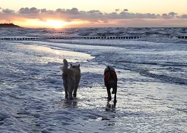 Dogs at Sunset Beach