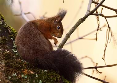 Red Squirrel on Branch